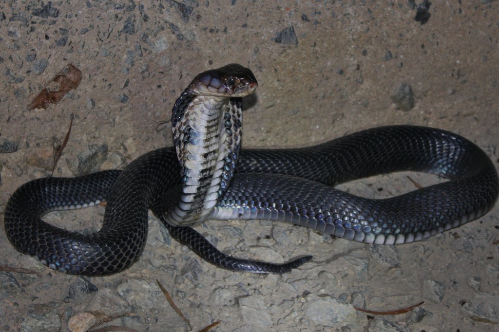 Китайська кобра
