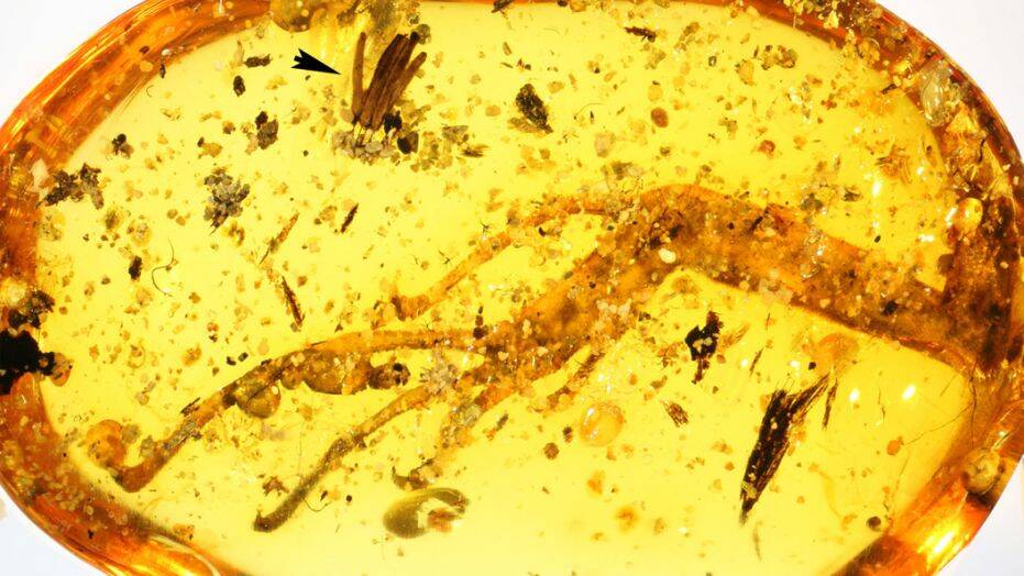 Шматок бурштину з ногою ящірки та мікоміцетом. Бурштину – 100 мільйонів років.