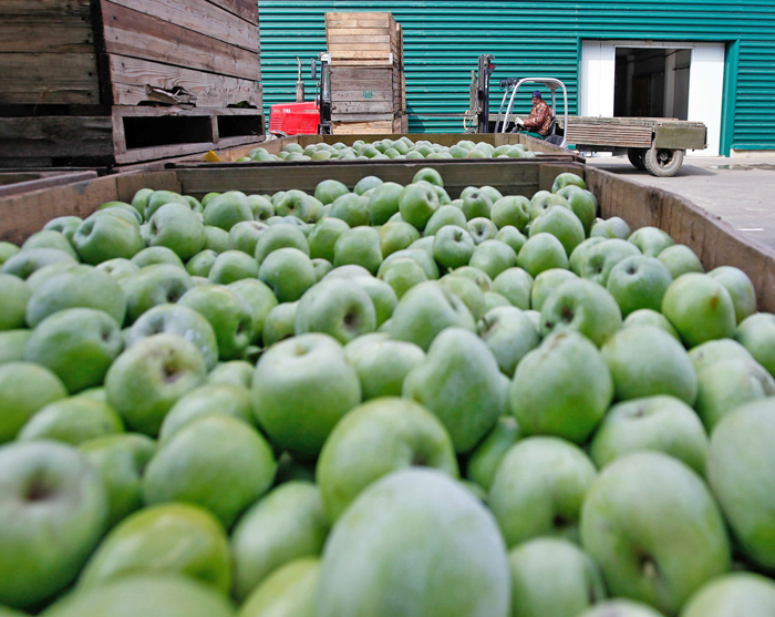 Українські виробники яблук більше не хочуть втрачати експортних можливостей. Фото з сайту east-fruit.com
