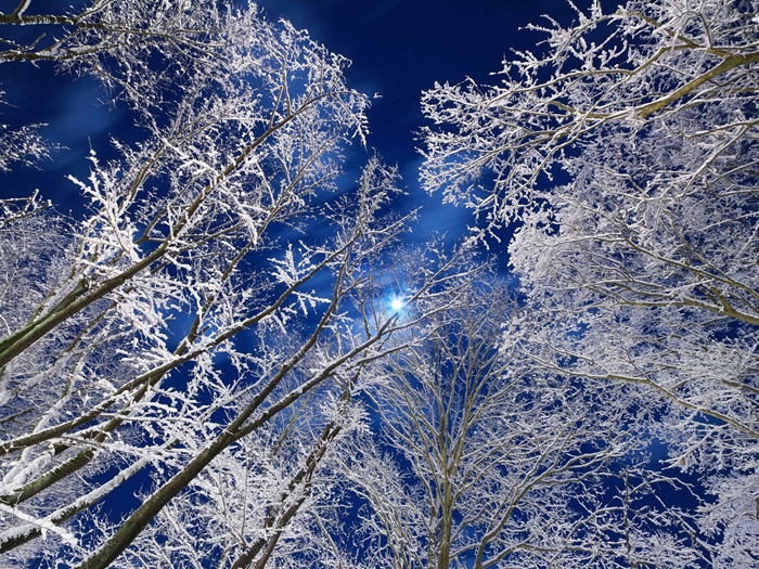 «Місячне світло у зимовому лісі». Сендай, Японія. Фото Yoshiaki Sato / via WMO