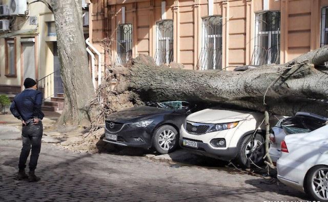 Буревій спричинив небезпечне падіння дерев та інші руйнування. Фото з сайту provce.ck.ua  