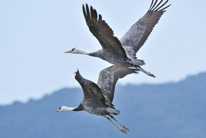 Цієї весни зустрічаємо птахів раніше, бо деякі з них далеко не відлітали, залишившись на зимівлю на півдні країни. Фото з сайту deviantart.com