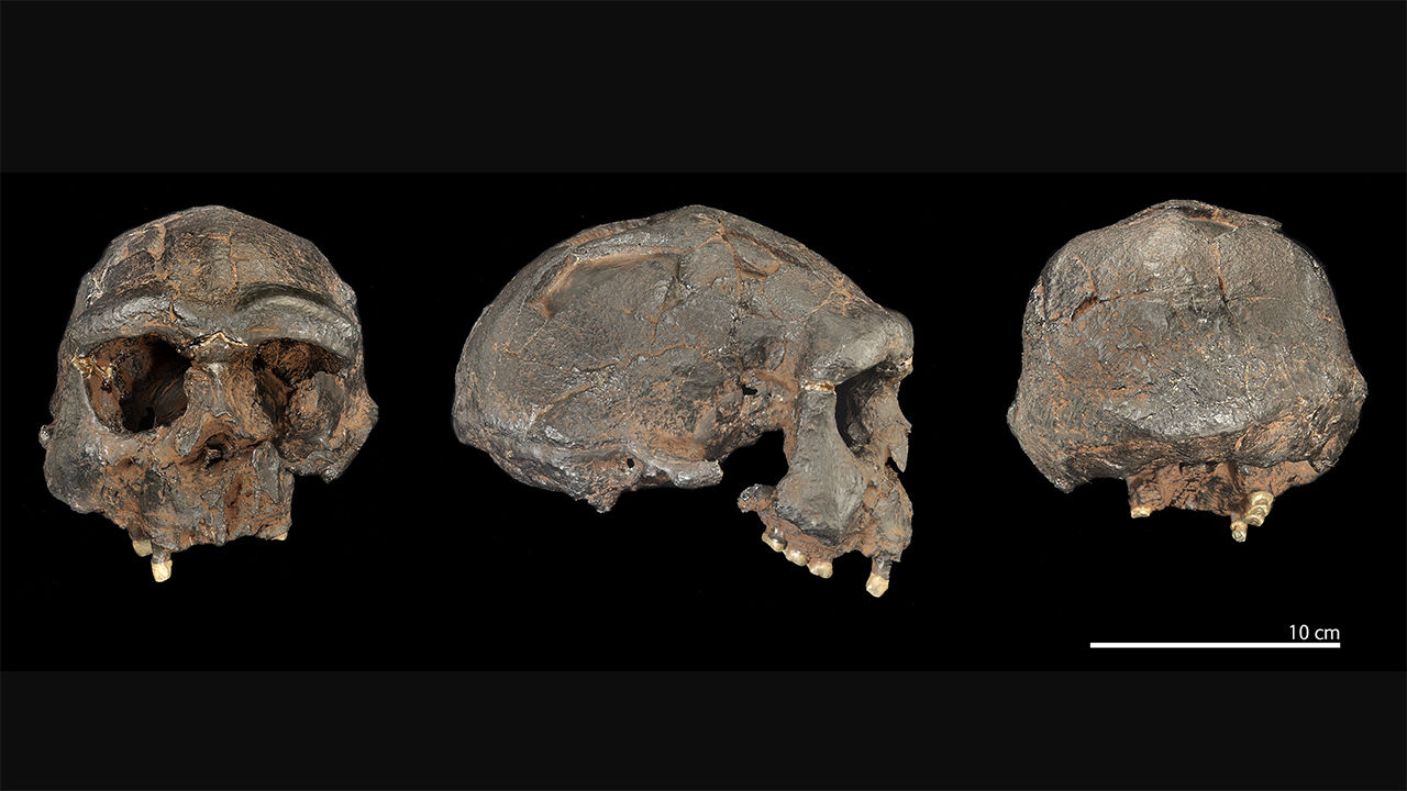 Людські предки спарювалися із Homo erectus з Яви 700 тисяч років тому.