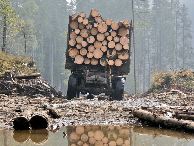Окремі відділи поліції роками не помічали, як вирубують дерева, а деревину вивозять фурами. Фото з сайту slovoidilo.ua