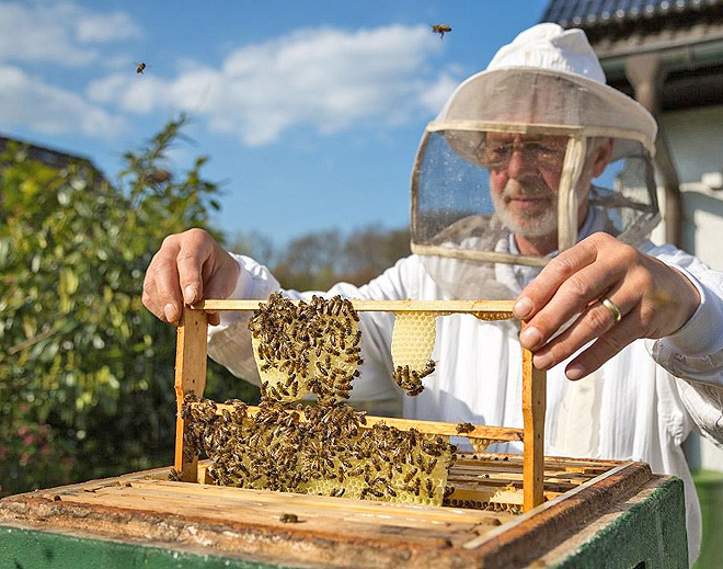 Стимулювання розвитку бджільництва сприятиме збільшенню кількості промислових пасік. Фото з сайту frankivsk.znaj.ua