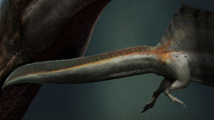 За допомогою довгого плоского хвоста спинозавр міг плавати. (Ілюстрація: Davide Bonadonna / Associazione Paleontologica Paleoartistica Italiana)