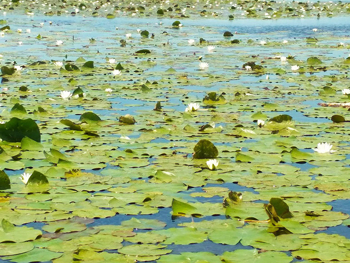 В програмі одного з турів &mdash; водна подорож Дніпровськими плавнями. Фото автора