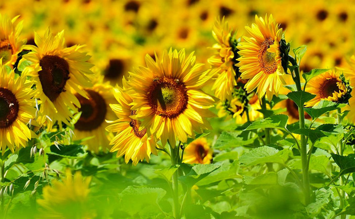 Фото з сайту dom-i-sad.com.ua