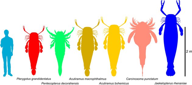 Розміри різних видів морських скорпіонів у порівнянні з ростом людини