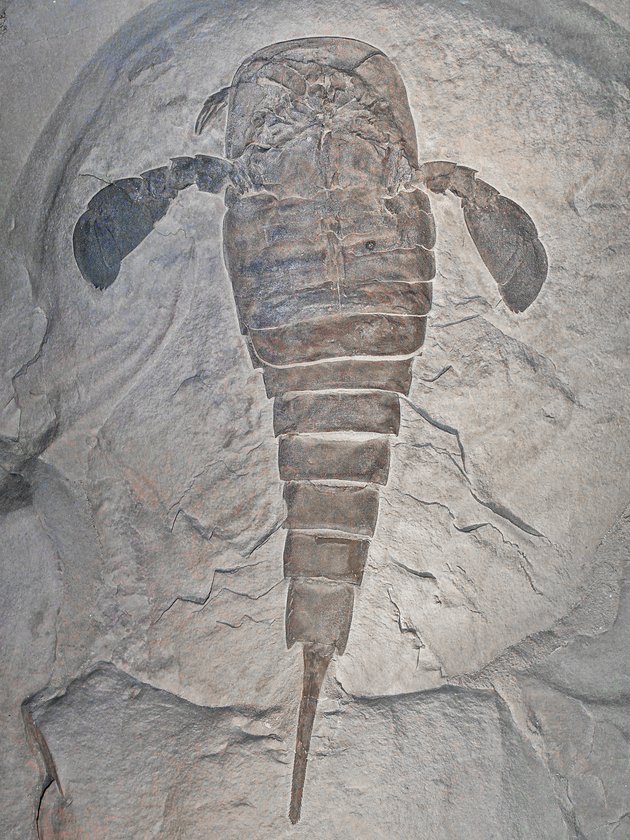 Скам'янілість виду Eurypterus remipes віком майже 400 мільйонів років