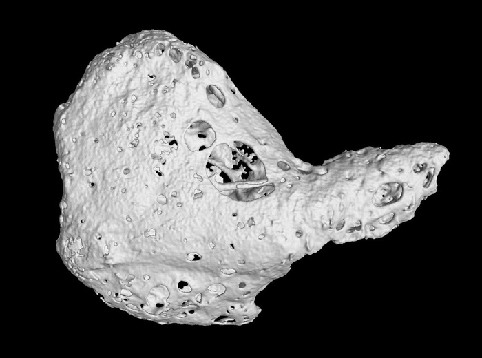 Одна з кісточок, знайдених у  серці шимпанзе. (Фото: University of Nottingham) 