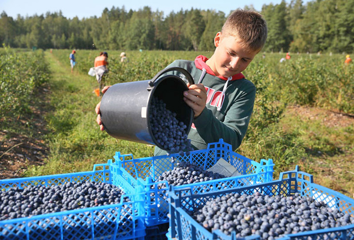 Фермери Сумщини виростили гарний урожай лохини. Фото з сайту theworldnews.net