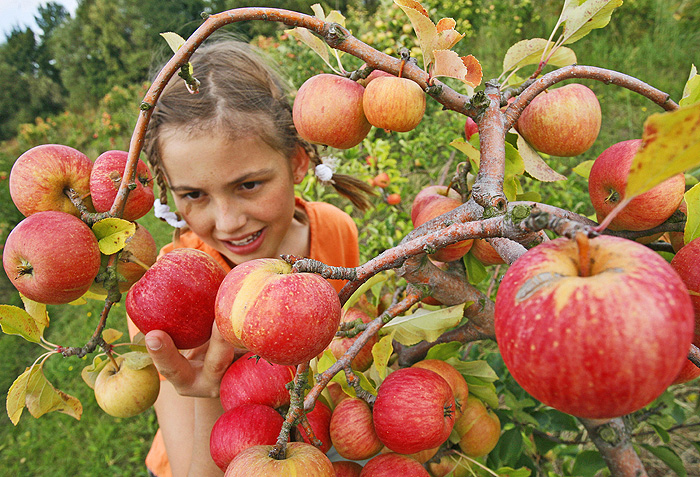 Гарний урожай — головна радість першого осіннього місяця. Фото з сайту lwordpress.com