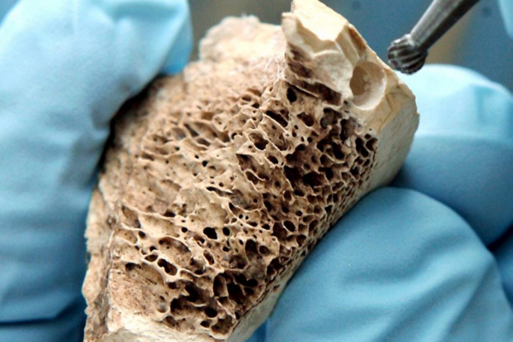 Невелика частина кістки неандертальця. Waltraud Grubitzsch / PAP / EPA