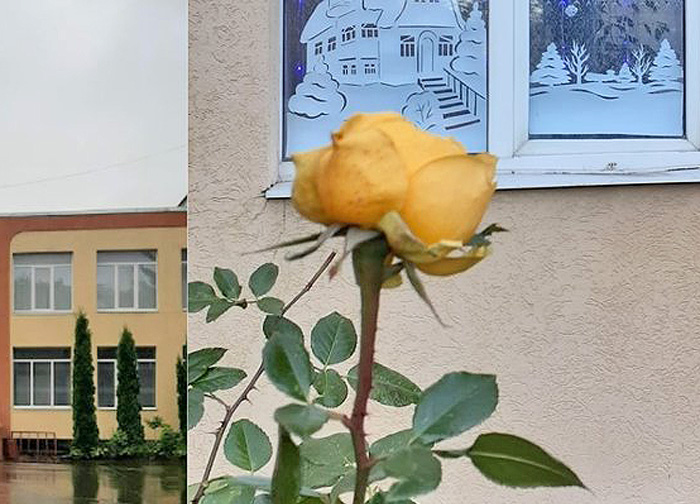 Фото з фейсбук-сторінки (троянда).  