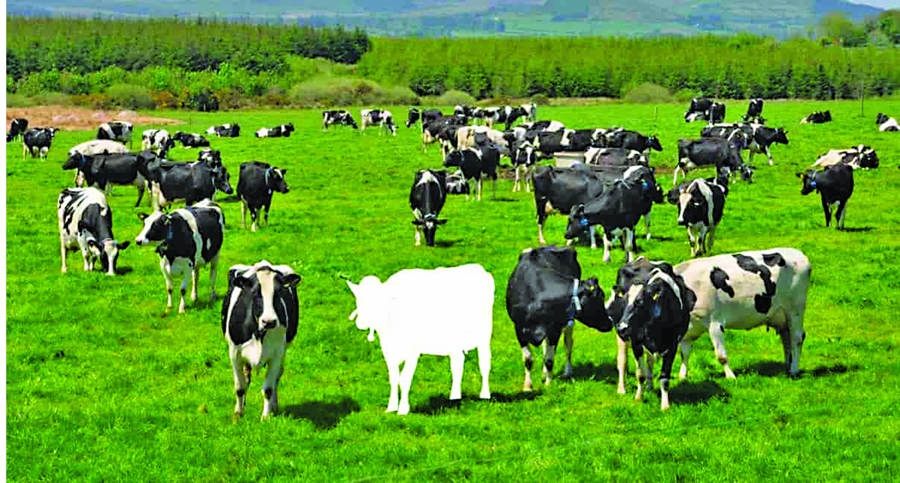 Зменшення виробництва молока напряму пов’язано з динамікою поголів’я. Фото з сайту wikipet.com