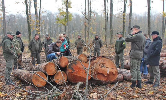 На жаль, врятувати ясеневі масиви від розповсюдження хвороби можна тільки шляхом санітарної вирубки дерев. Фото з сайту trostles.com.ua