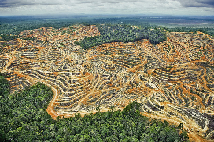 Ухвалення правильного законодавства може стати частиною розв’язання проблеми знищення тропічних лісів. Фото з сайту ua.news