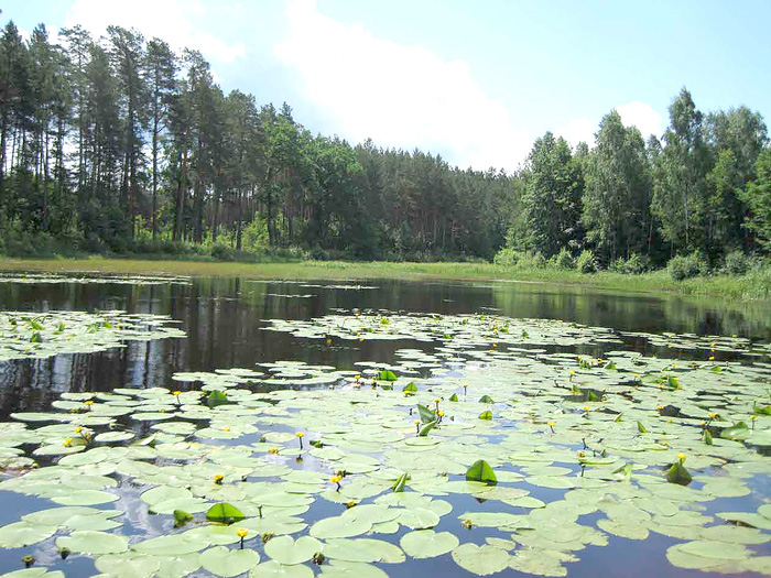 Тишу на Ірдинських болотах порушує лише пташиний спів та шелестіння дерев. Фото з сайту ckovr.gov.ua