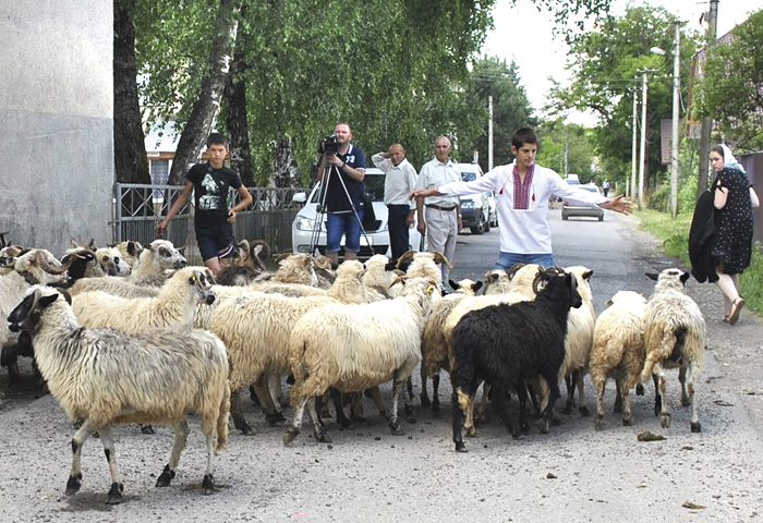 На фестиваль сільськими вулицями поспішають … вівці