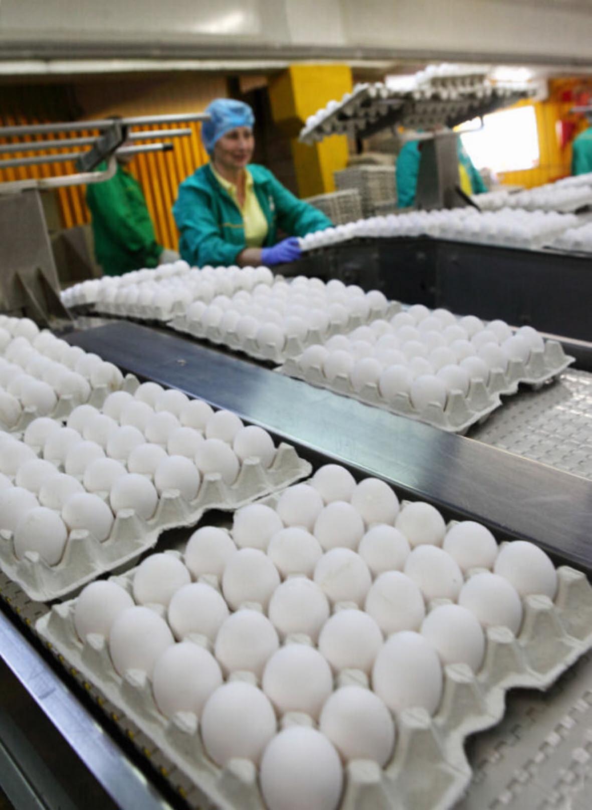 За допомогою урядових заходів відпускні ціни підприємств на курячі яйця  вдалося знизити. Тепер справа за  торговельними мережами. Фото з сайту yadobre.com.ua