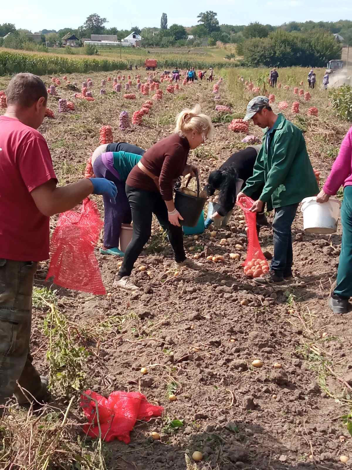 У Степанцях збирають картоплю всією громадою. Фото з мережі Facebook