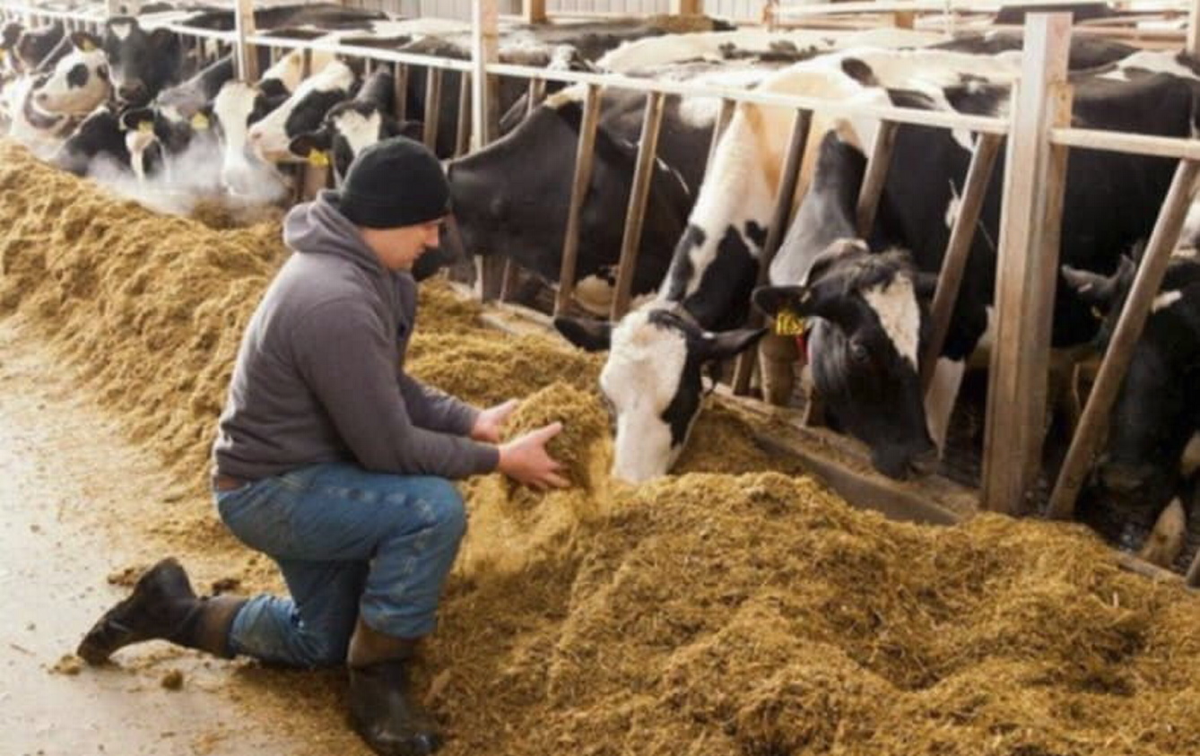 На Сумщині нині утримують близько 50 тисяч корів. Фото з сайту besthomemaster.com