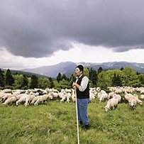 Хто вборонить бідну овечку?