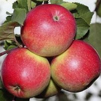 Буковинські яблука причарували голландців