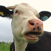 Молоко в корови на язиці та ... у вухах