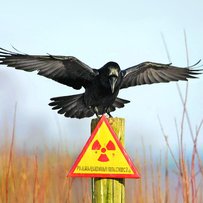 Чорнобильська зона: перезапуск