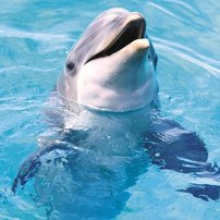 На дельфінів полюють браконьєри