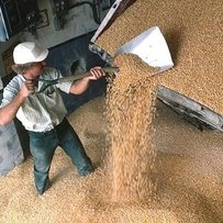 Зерна та цукру вистачить  і собі, і на експорт 
