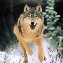 Чи варто полювати на вовка?