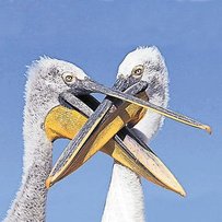 Кому заважають кучеряві пелікани?