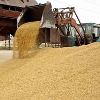 Продаючи зерно з-під поли, аграрії обвалюють ринок