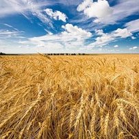 Українське зерно витісняє французьку пшеницю та американську кукурудзу з багатьох ринків