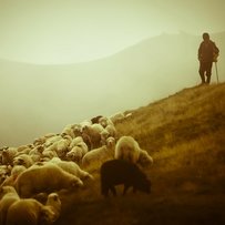 Фермери відроджують історично традиційну для Буковини  галузь тваринництва — вівчарство 