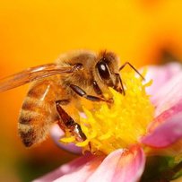 Медівка живе з праці, як і бджоли