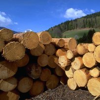 Чим обернеться обмеження продажу необробленої деревини