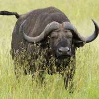 Карпатських буйволів рятує німець