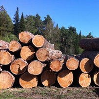 Експортне табу підштовхне переробку деревини