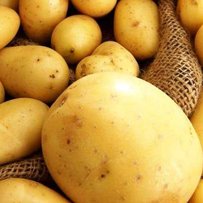 Анна ПОСПЄЛОВА: «Економічно вигідніше, коли картоплю вирощують агроформування, які спираються на наукові рекомендації» 