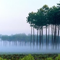Олександр Дзюбенко: майбутнє лісу  в наших руках