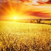 «У недалекому майбутньому сорти пшениці нашої селекції знову запанують на полях різних країн світу»