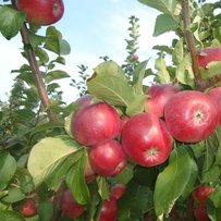 Будуть яблуні на хуторі Чуїха