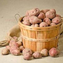 Чому пробуксовує переробка картоплі?