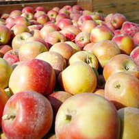 Українські яблука вийшли на європейський ринок
