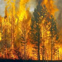 Як уберегти ліси від вогняної стихії