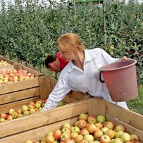 Українські  яблука завойовують світ